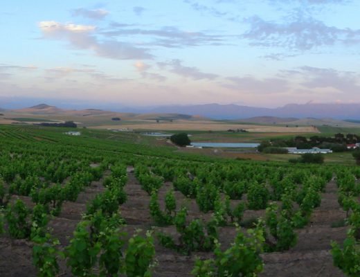 Swartland vineyards