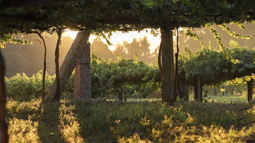 Rías Baixas vineyards Ribeira do Ulla