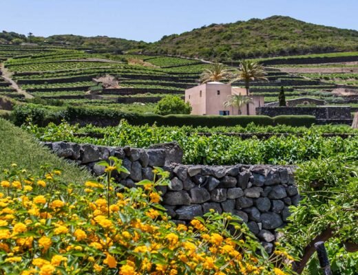 Volcanic Wines of Pantelleria