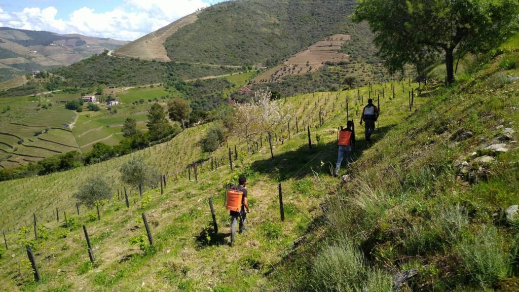 The Niepoort team applying a self prepared herbal tea blend of nettle, horsetail and chamomile to the vines.